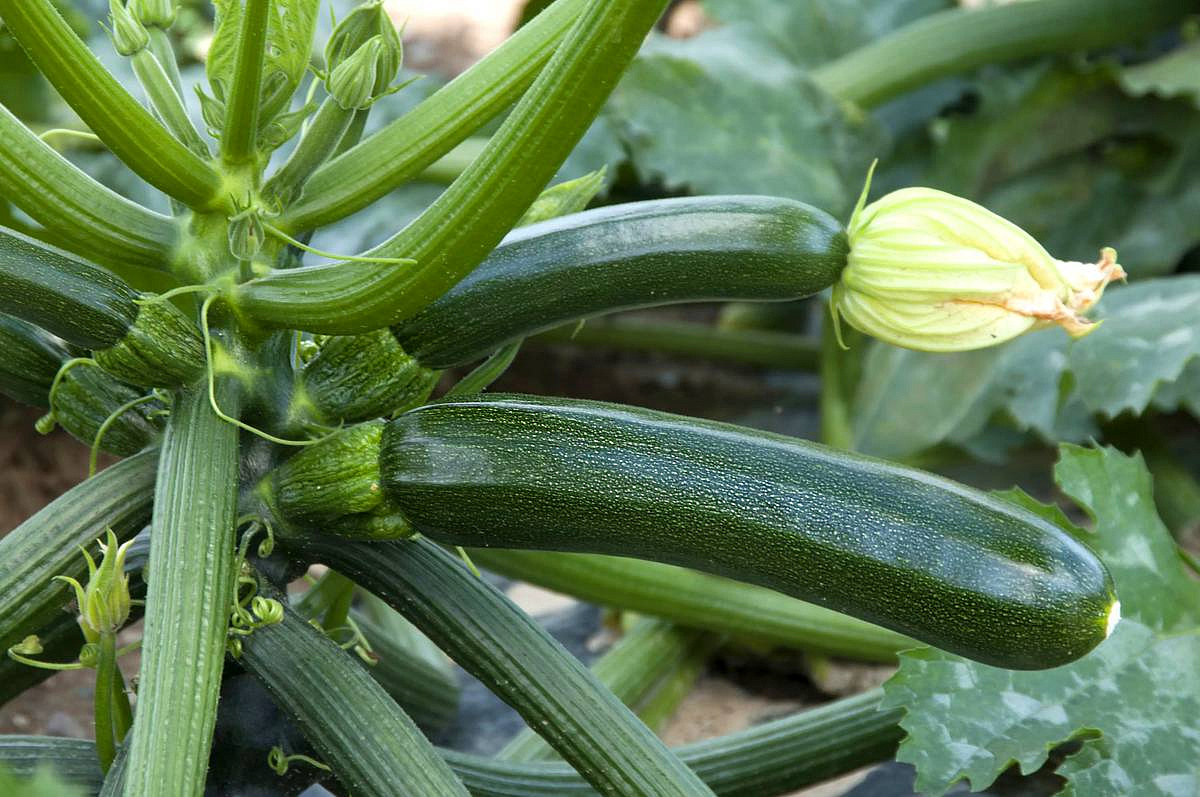 кабачок Нефрит F1